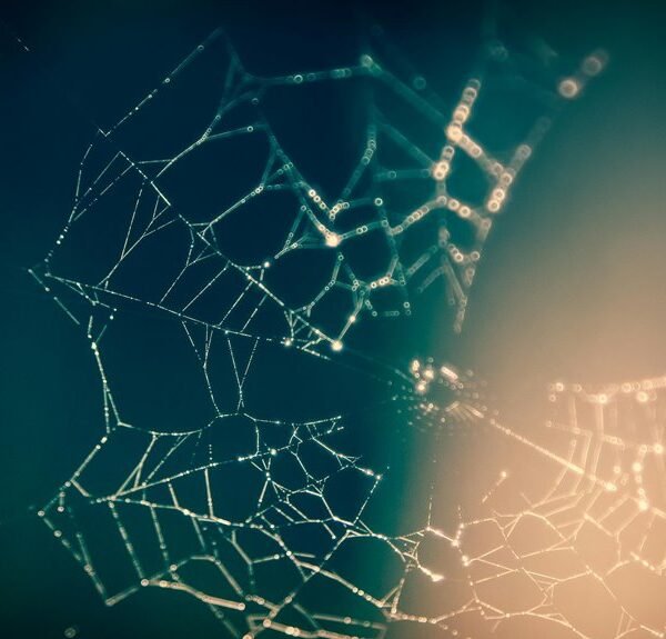 creative web network engine