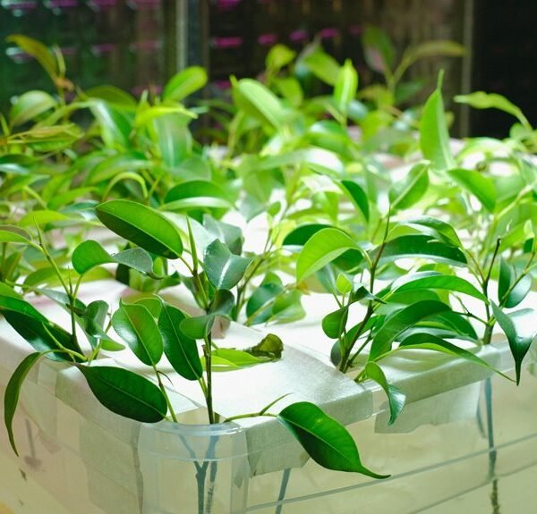 digital growth system online