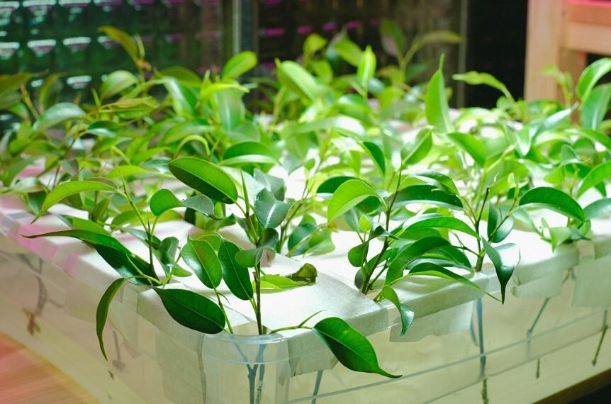 digital growth system online